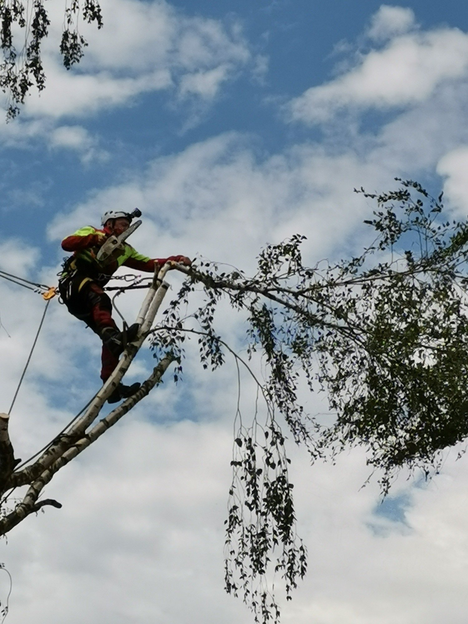 Pierre Gendrel travaillant en hauteur sur une branche