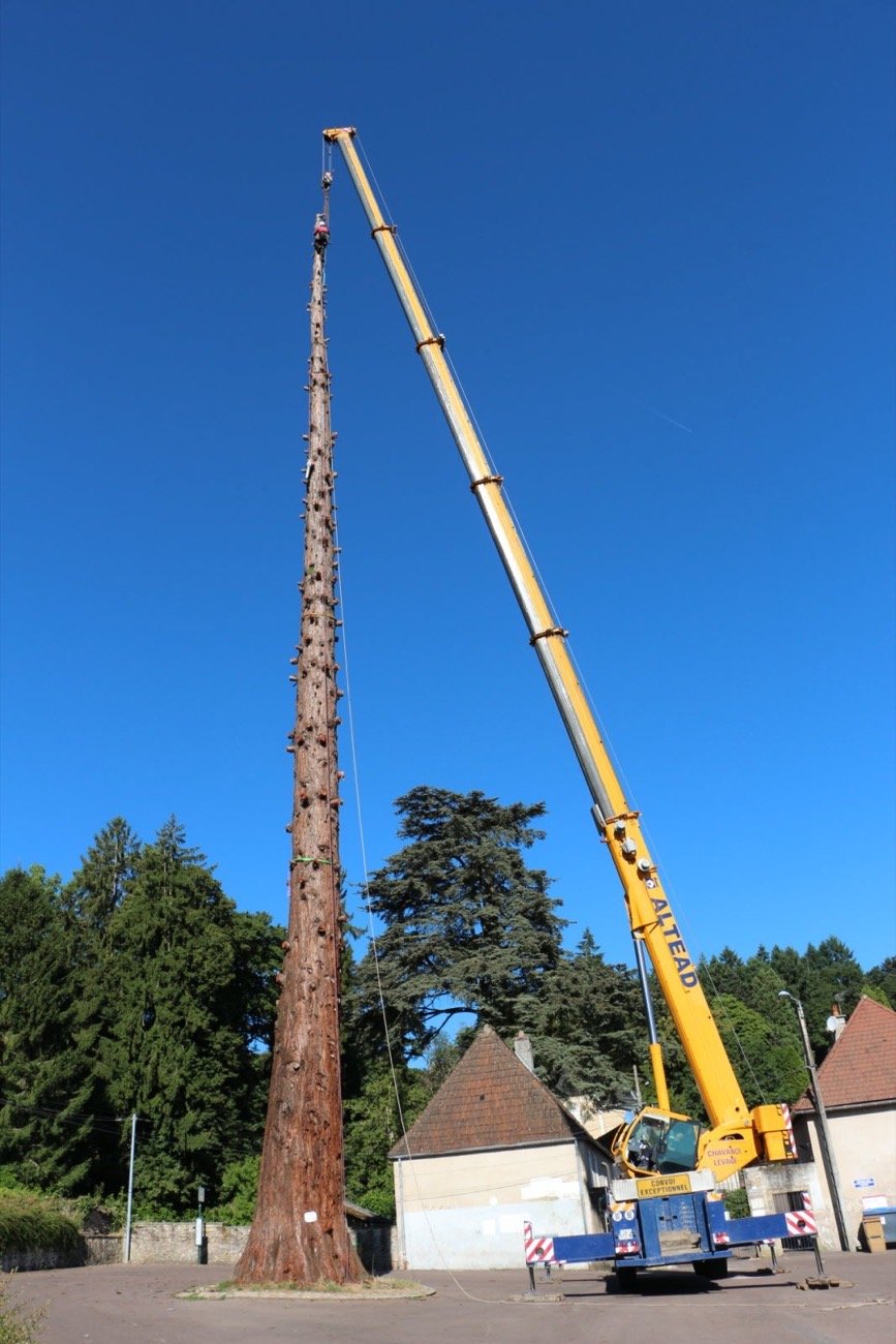 Abattage d'un grand arbre avec une grue