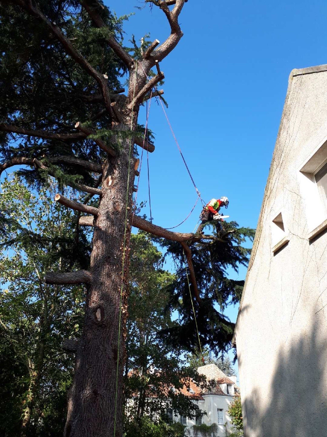 Pierre Gendrel en intervention sur un arbre de grande hauteur